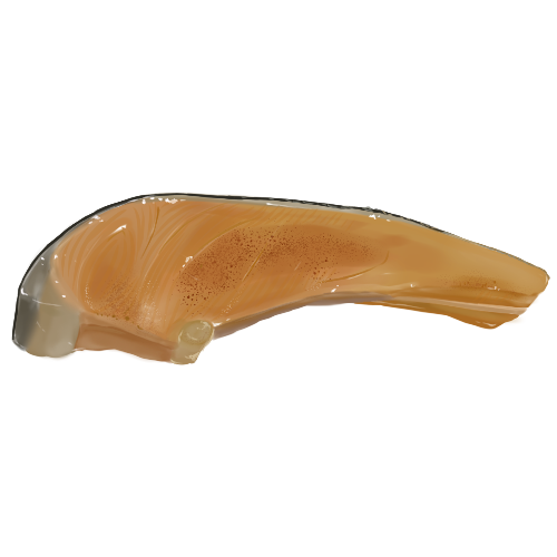 焼き鮭のフリー素材サンプル画像
