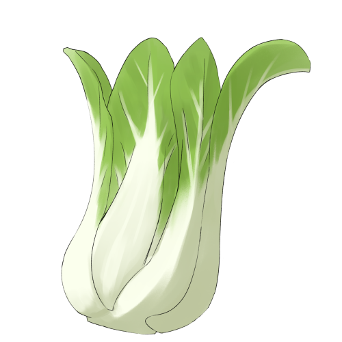 Illustration of bok choy, a crisp and mild leafy vegetable used in Asian cuisine; suitable for food, cooking, or cultural-themed design content
