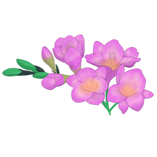 フリージア(紫)のフリー素材サンプル画像