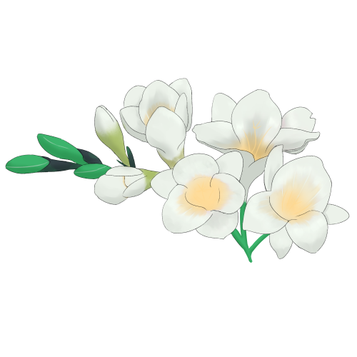 フリージア(白)のフリー素材サンプル画像