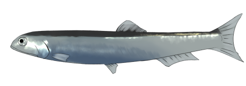 カタクチイワシのフリー素材サンプル画像