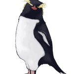 イワトビペンギンのフリー素材サンプル画像