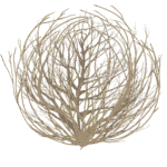 タンブルウィードのフリー素材サンプル画像