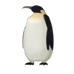 コウテイペンギンのフリー素材サンプル画像