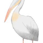 ペリカンのフリー素材サンプル画像